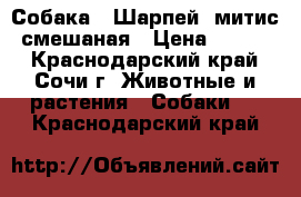 Собака ,,Шарпей- митис“ смешаная › Цена ­ 2 000 - Краснодарский край, Сочи г. Животные и растения » Собаки   . Краснодарский край